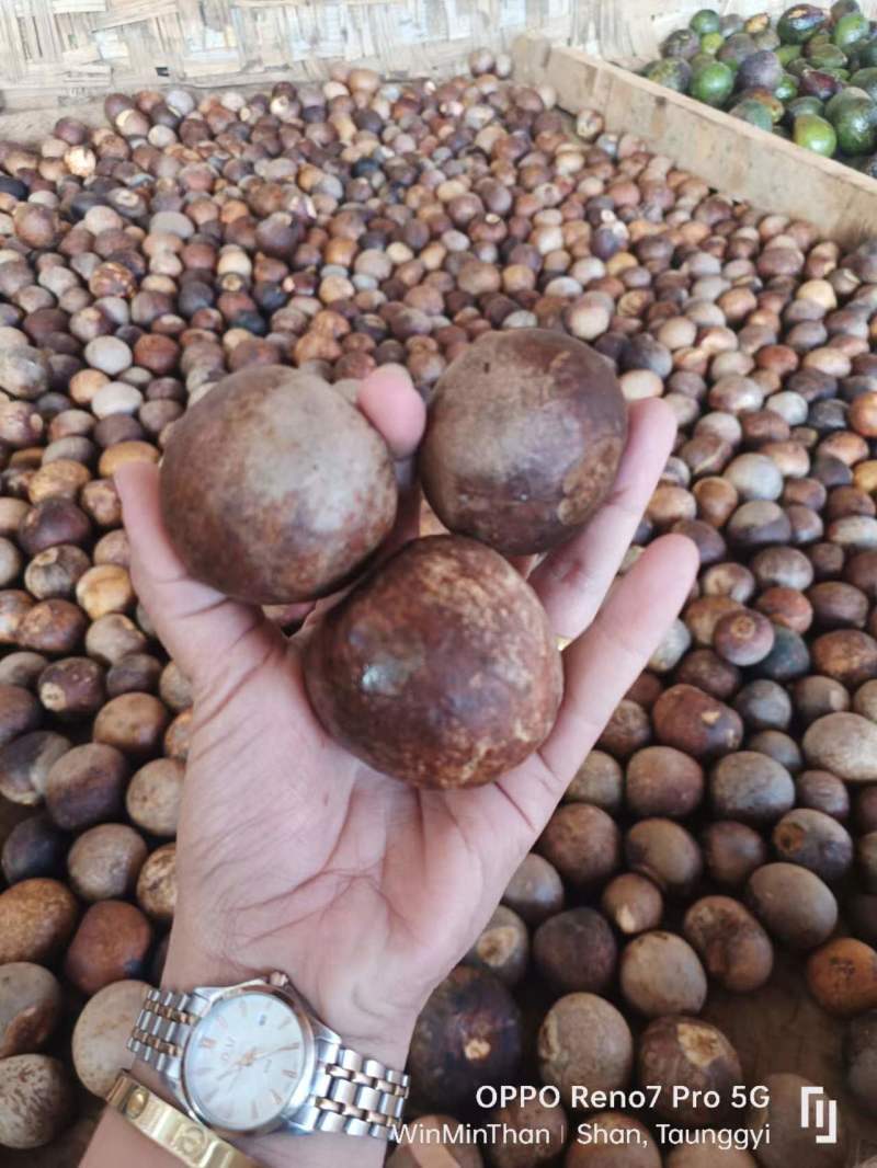 牛油果果核缅甸品种懂得都知道
