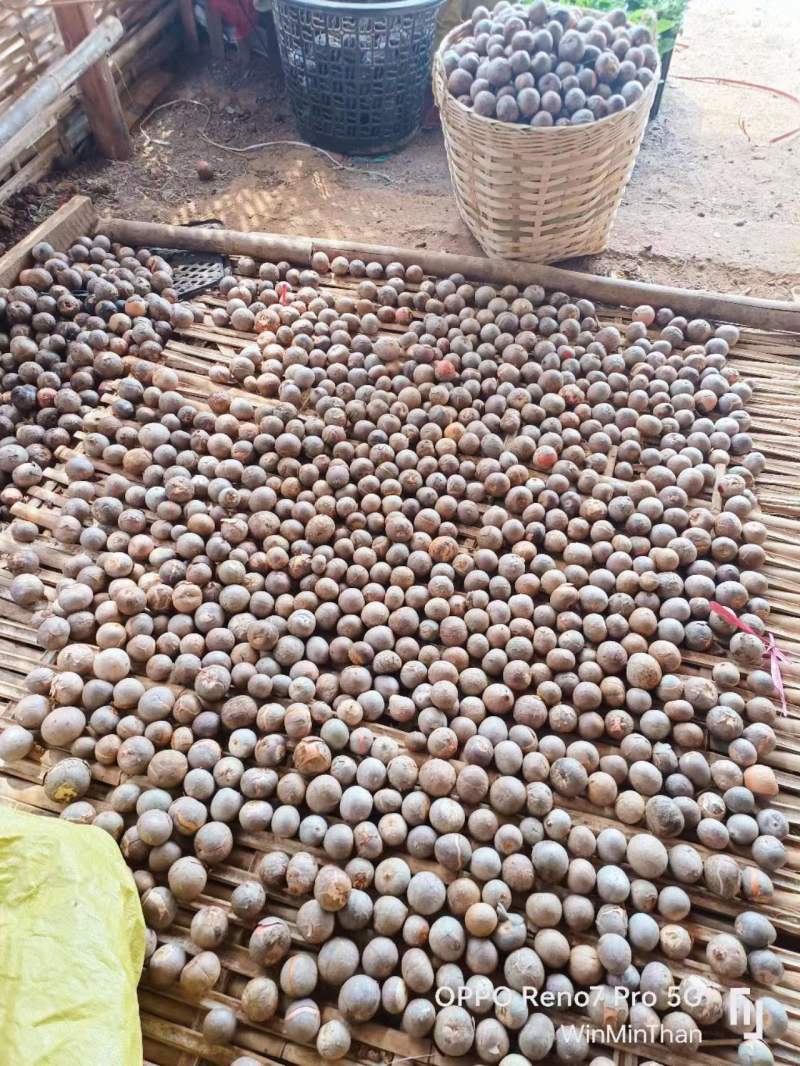 牛油果果核缅甸品种懂得都知道