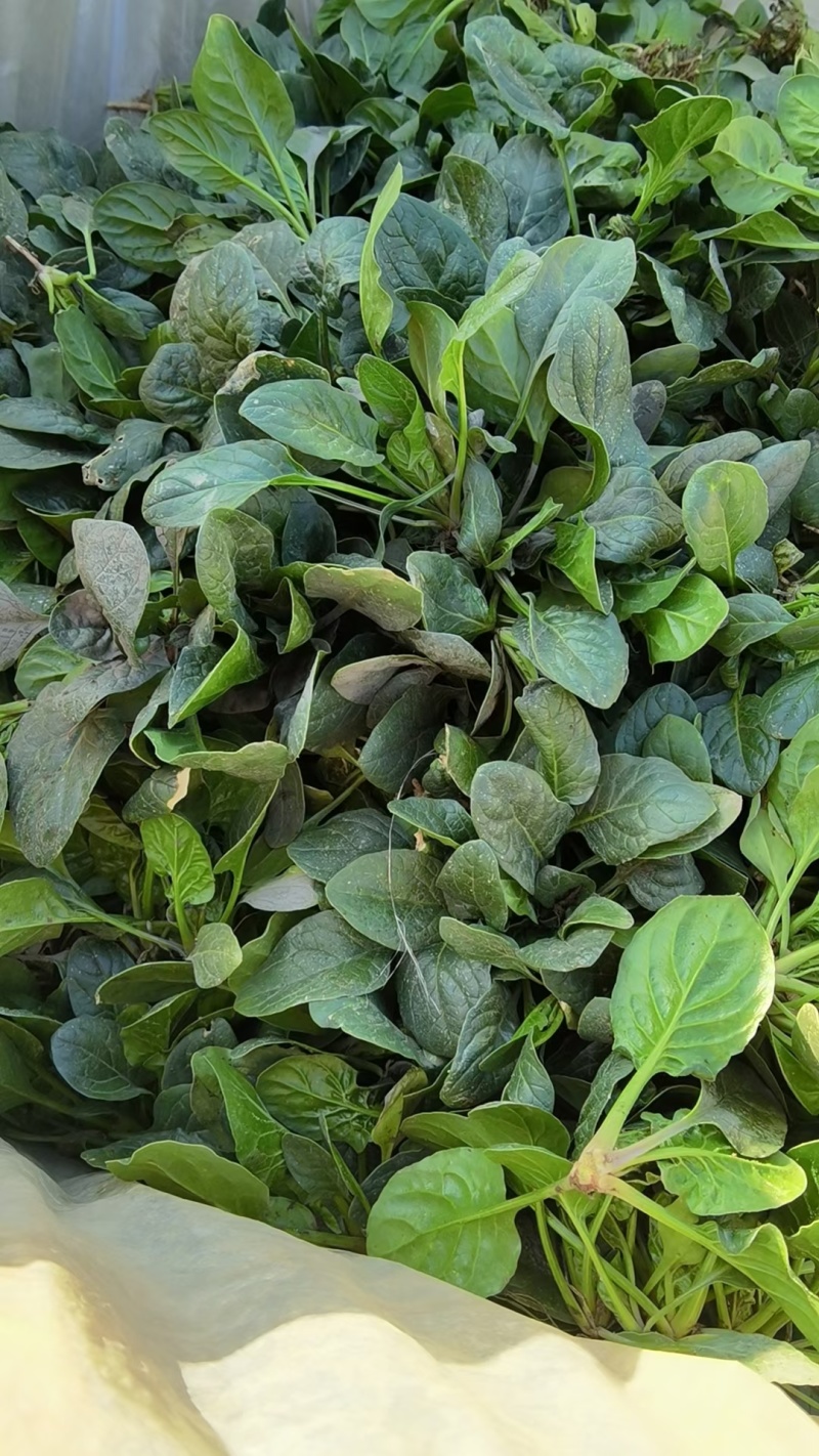 【地趴菠菜】菠菜地趴散装菠菜河南基地直发对接商超来电优惠