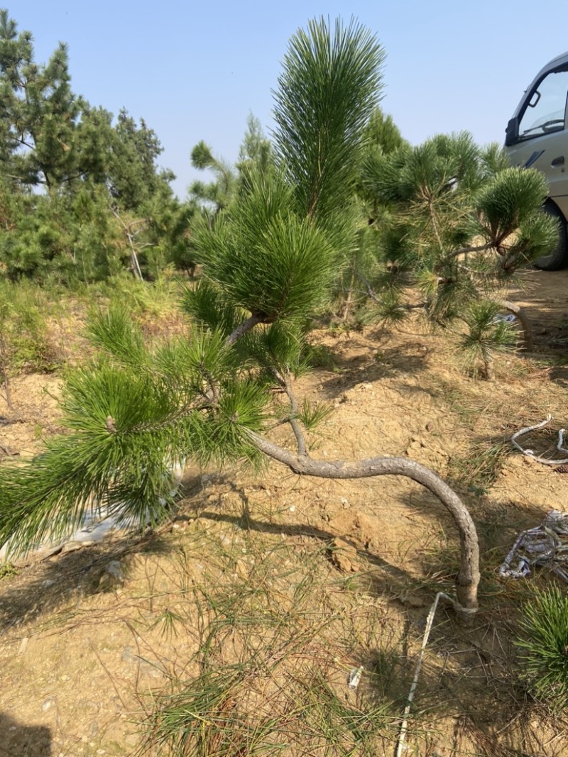 黑松造型树黑松盆景黑松异形树黑松童子功黑松毛坯树