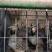 鹧鸪，营养丰富、肉质鲜口感好，养殖场一手货源，可视频看货