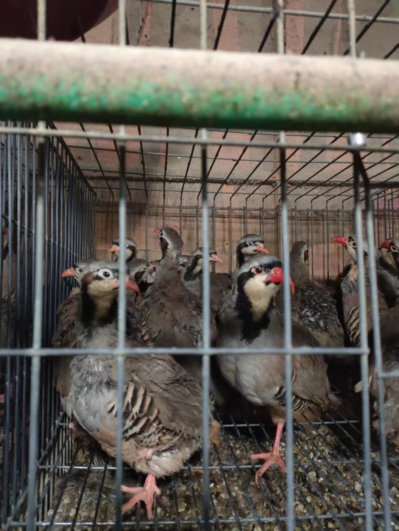 鹧鸪，营养丰富、肉质鲜口感好，养殖场一手货源，可视频看货