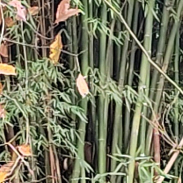 竹子