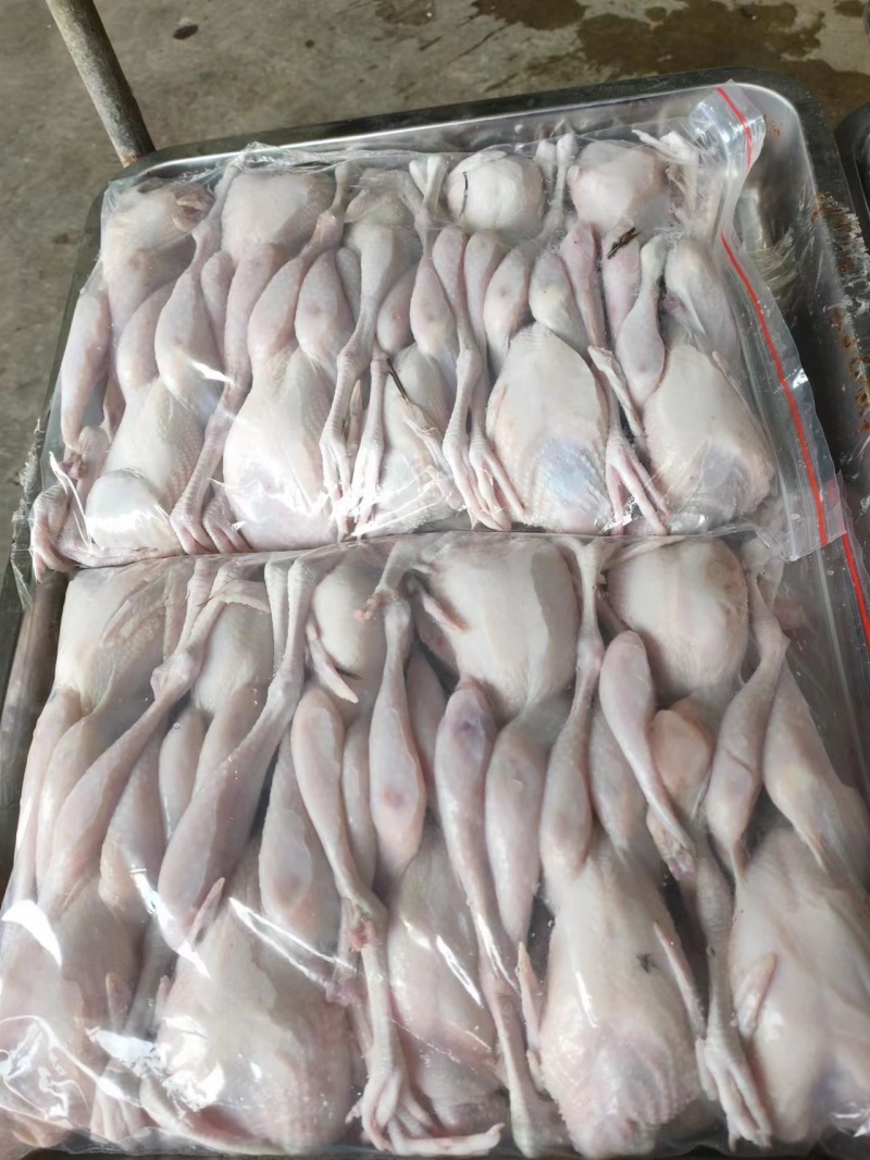 鹧鸪白条，鹧鸪肉养殖场一手货源，对接大型批发，欢迎来电洽谈