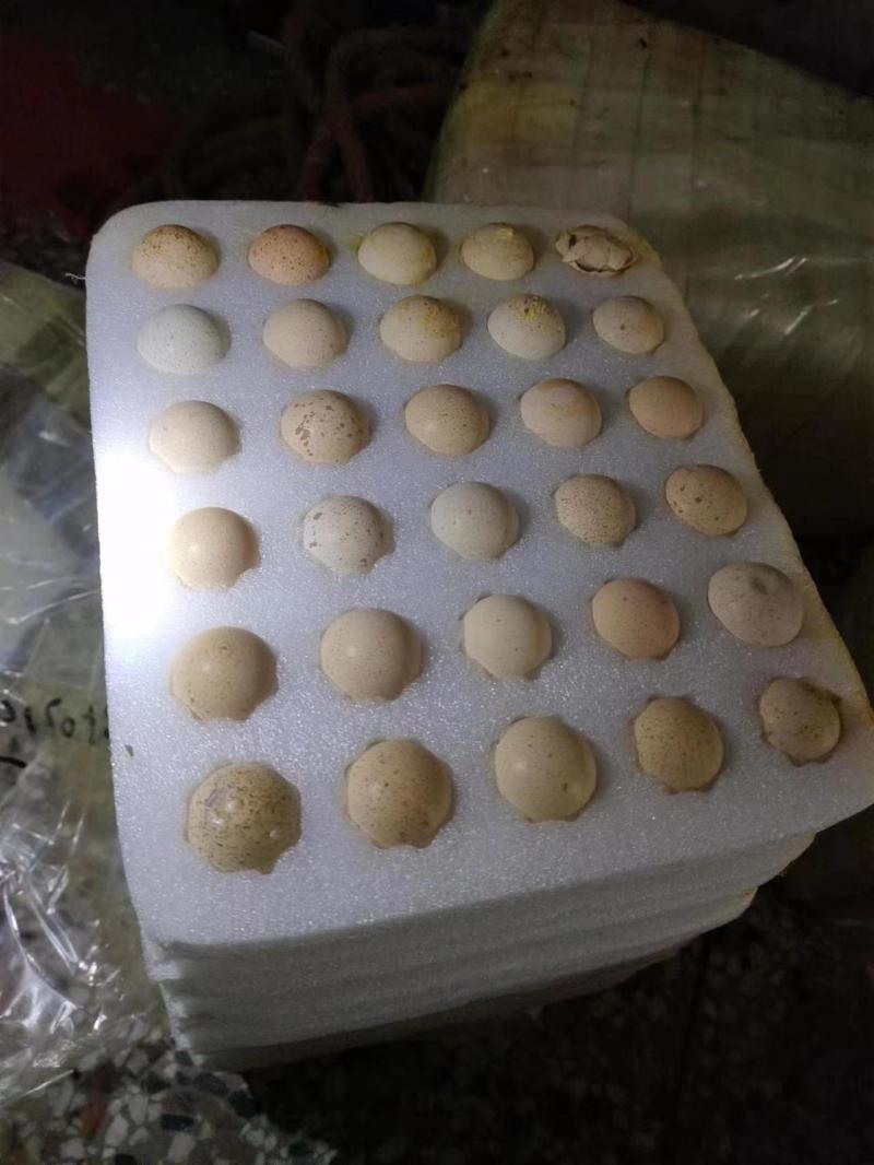 【鹧鸪蛋】营养丰富，货源充足，供货稳定，欢迎来电咨询