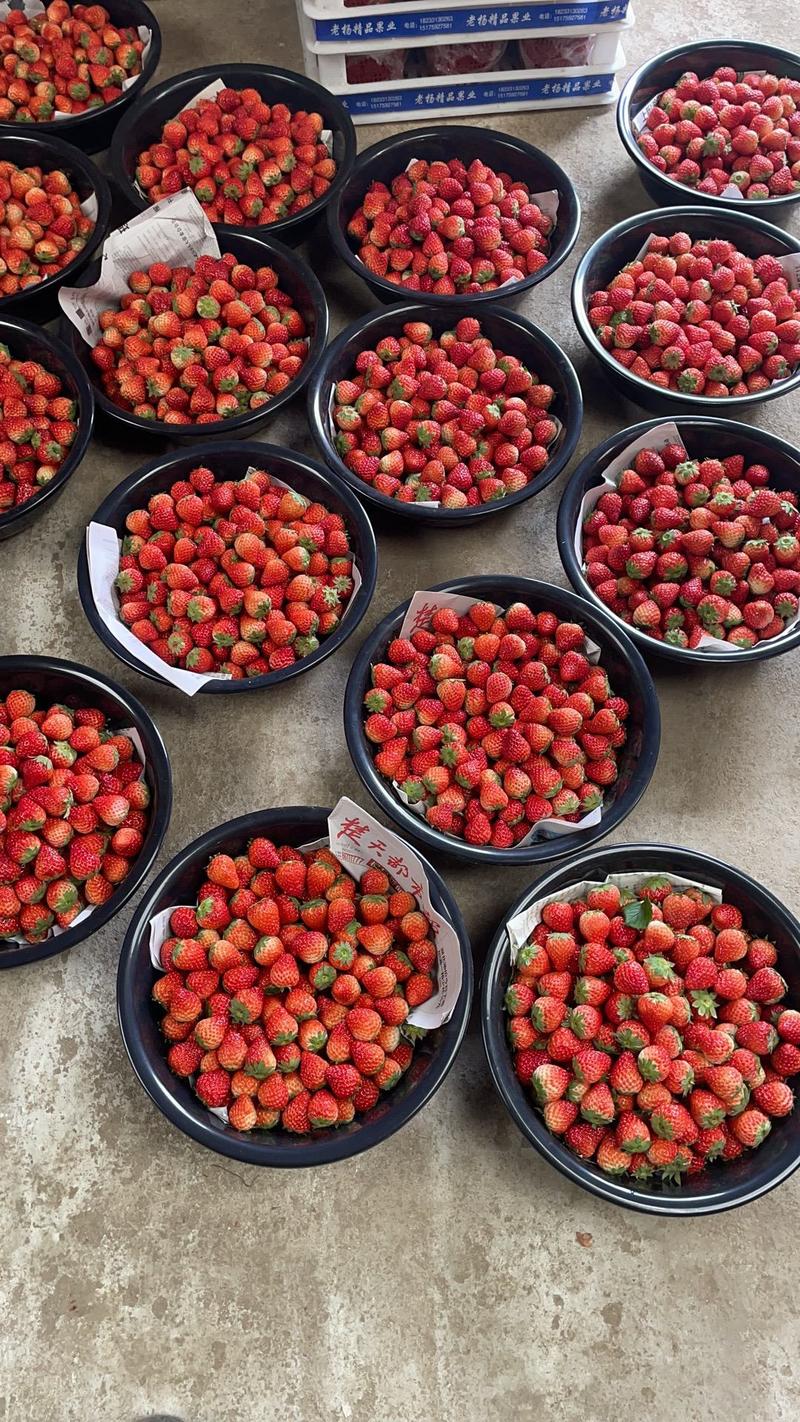 红颜草莓，基地直发，物优价廉，品质保证，欢迎大家采购