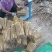 全国供应河北小白嘴山药规格齐全可加工定制