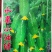 绿天使翠冠506F1水果黄瓜清香爽口翠绿有光泽