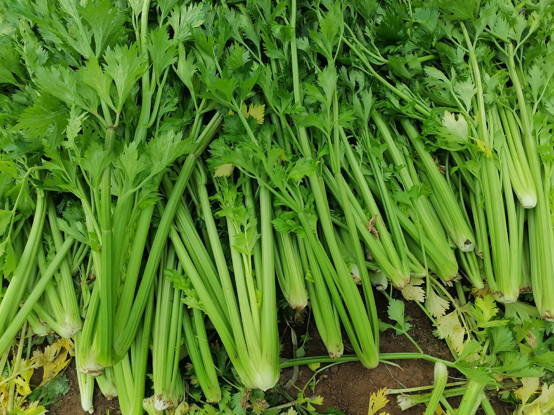 图片说明:新鲜西芹切片,展示其多汁且洁白的茎部结构 西芹切片特写图
