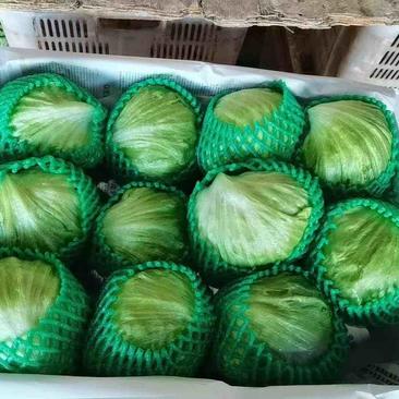 云南昆明精品西生菜，大棚种植品质保证支持视频看货