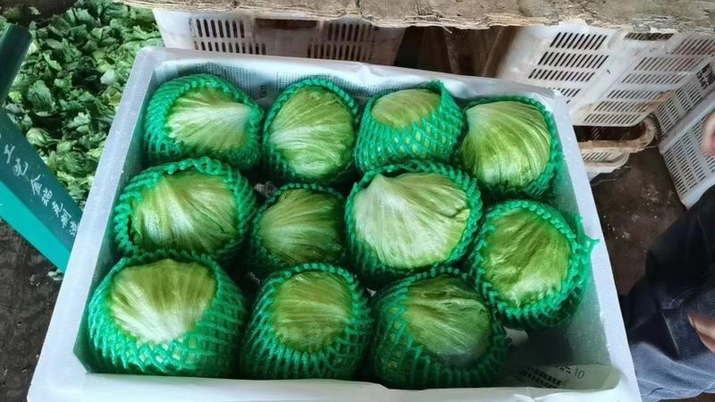 云南昆明精品西生菜，大棚种植品质保证支持视频看货