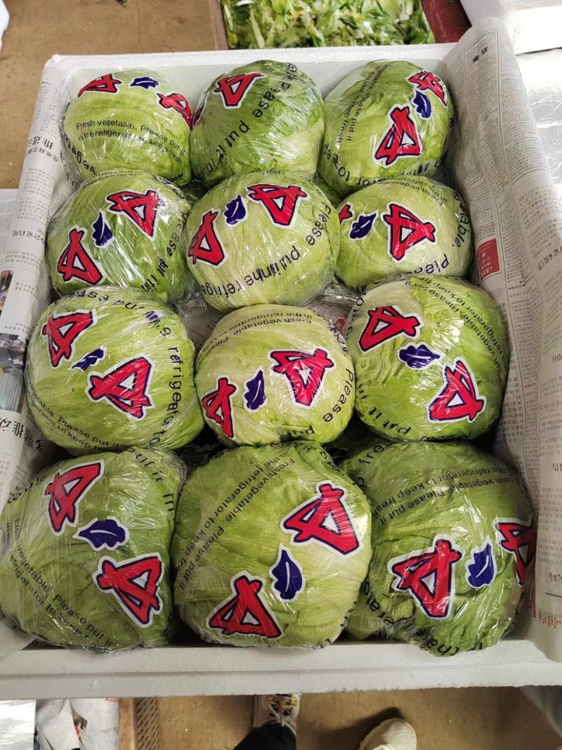 云南昆明精品西生菜，大棚种植品质保证支持视频看货