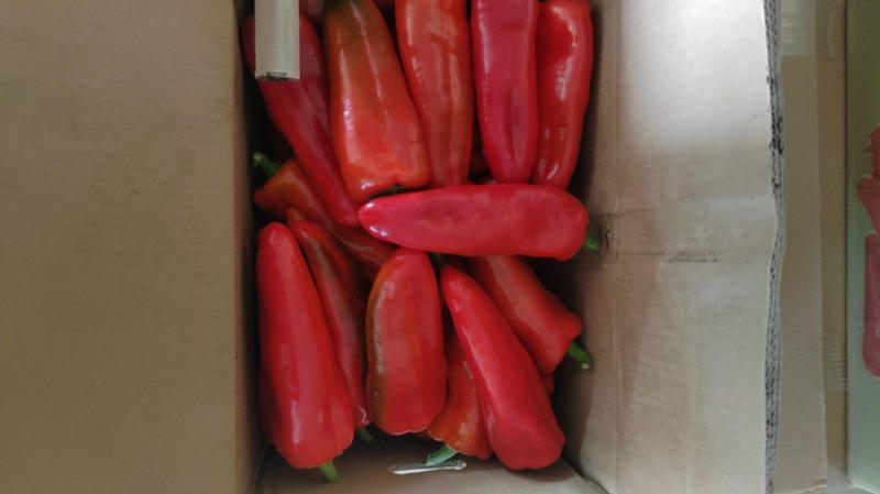 福建新苗精品红泡红椒，红辣椒，按需求打包，基地验货
