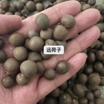 远荷子产地直售保真保量包邮