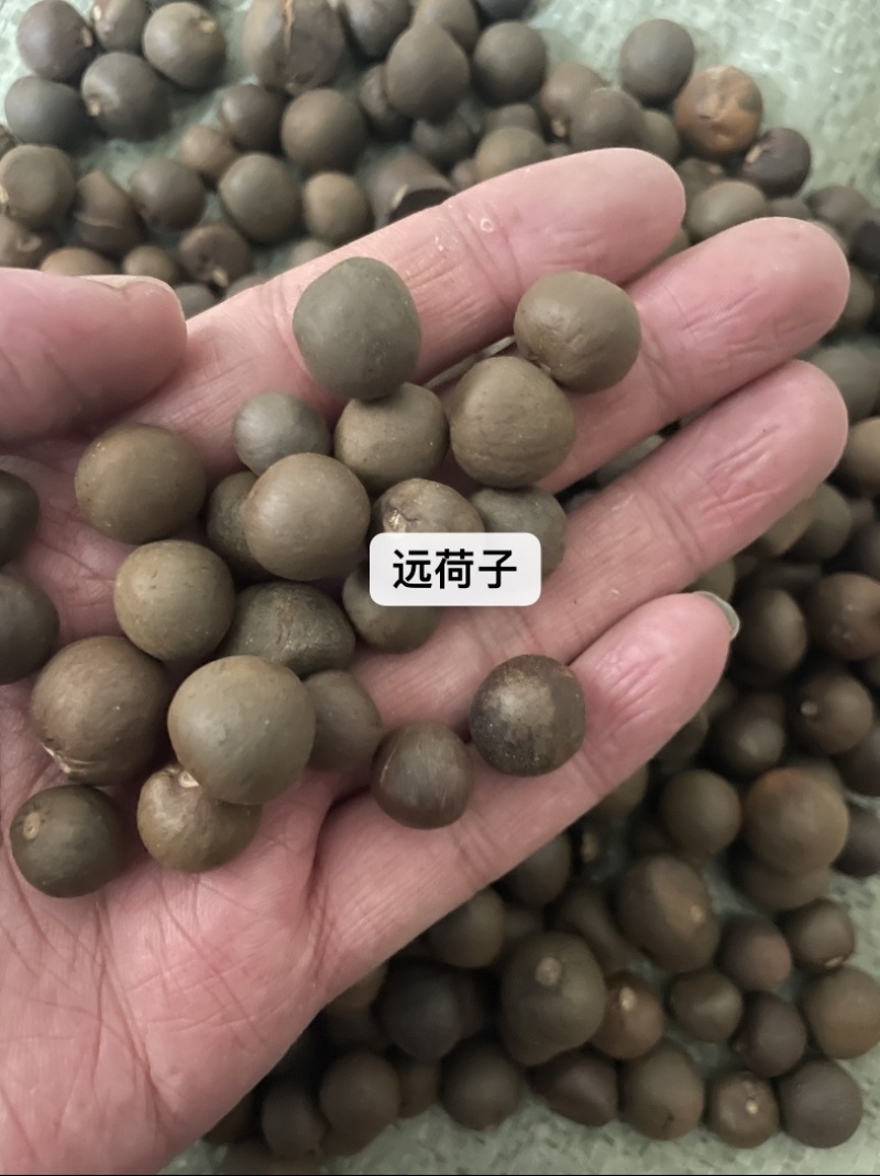 远荷子产地直售保真保量包邮