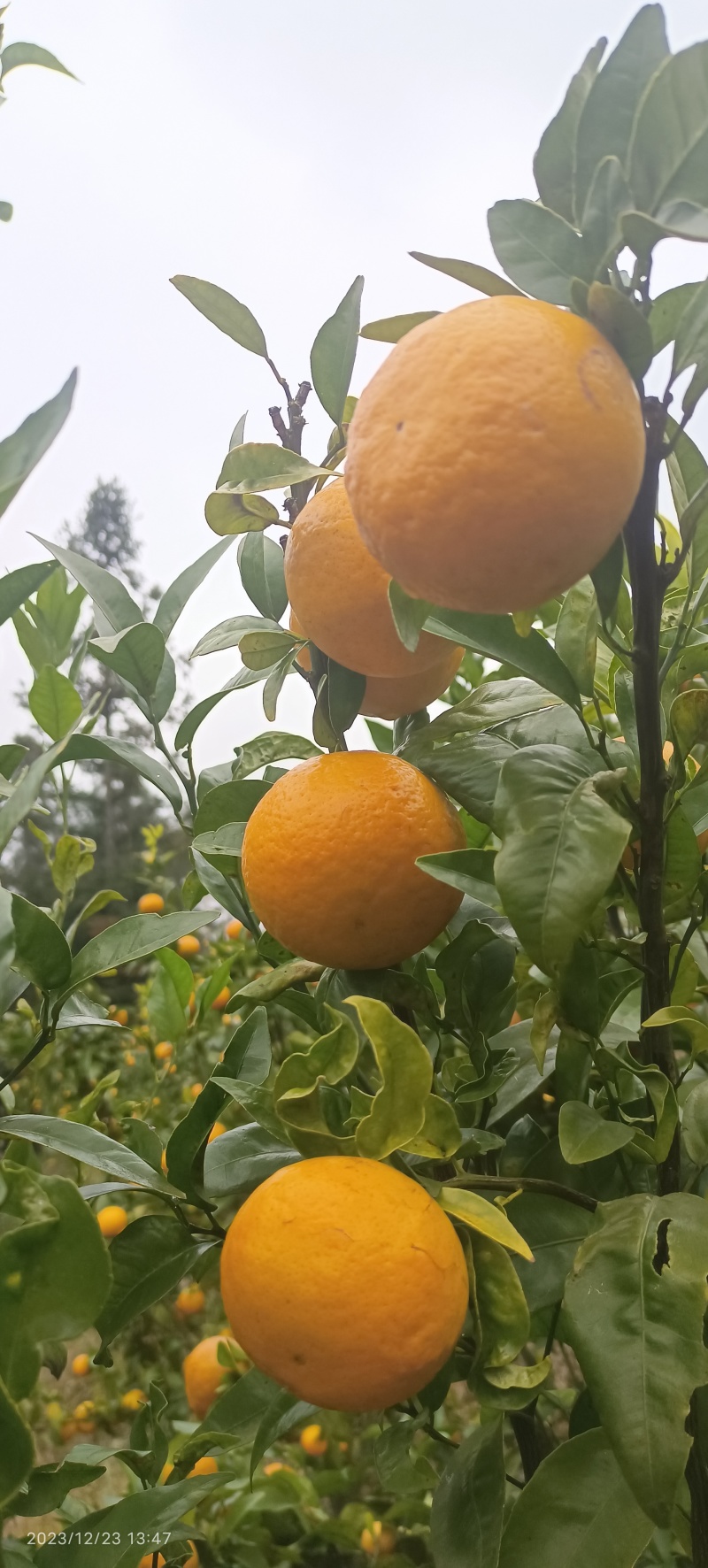 沃柑