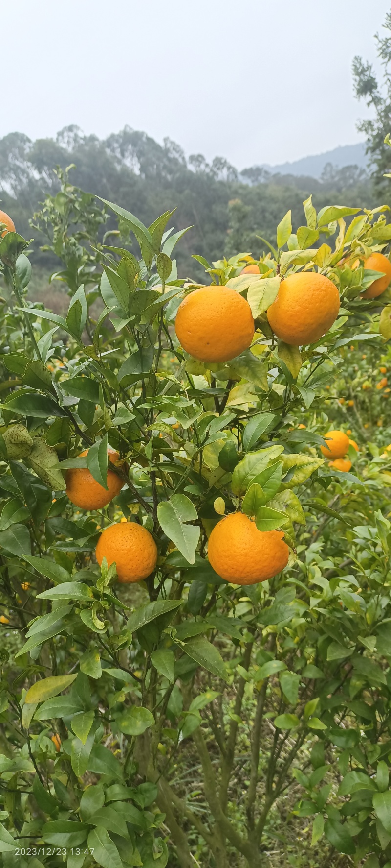 沃柑