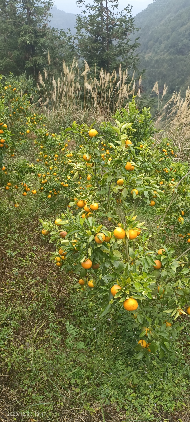 沃柑