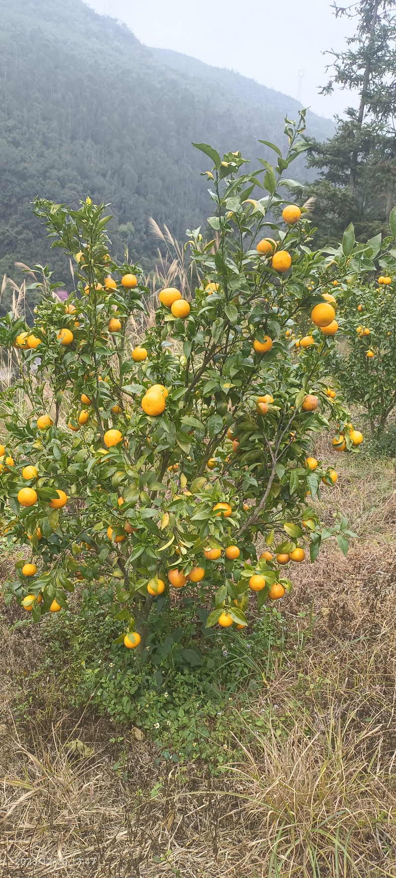 沃柑