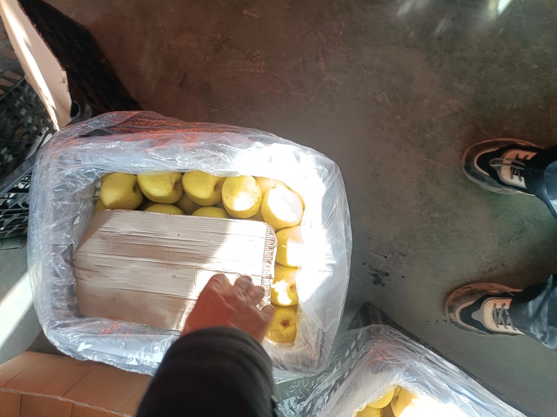 山西同川酥梨皮薄口感好糖份高，