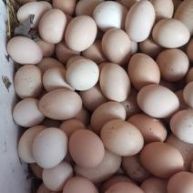 初生蛋放养鸡蛋