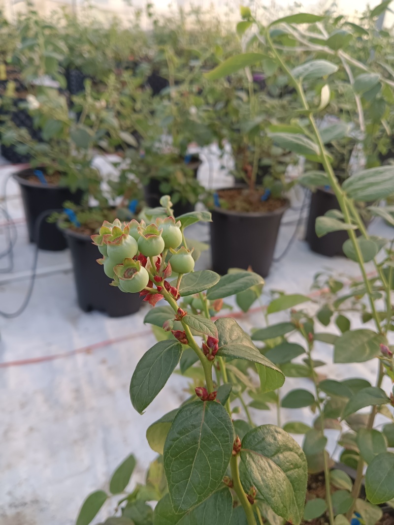 蓝莓苗蓝莓盆栽L11、L25、F6南方盆栽