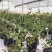 蓝莓苗蓝莓盆栽L11、L25、F6南方盆栽