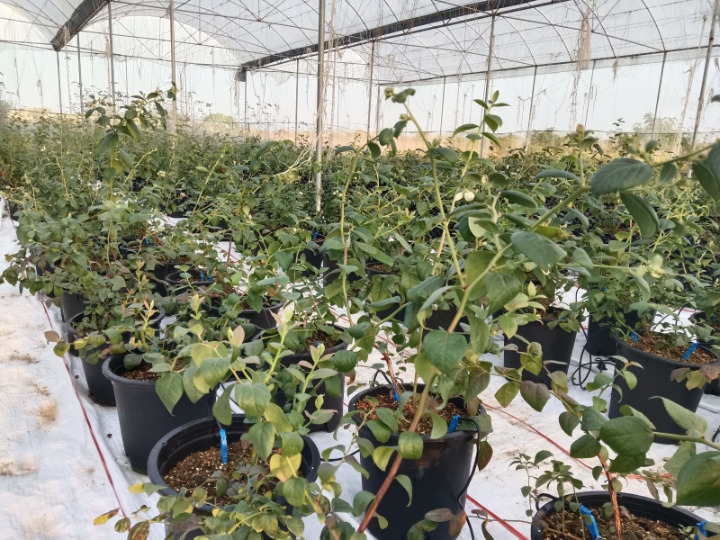 蓝莓苗蓝莓盆栽L11、L25、F6南方盆栽