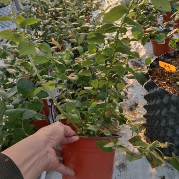 蓝莓苗蓝莓盆栽L11、L25、F6南方盆栽