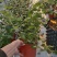 蓝莓苗蓝莓盆栽L11、L25、F6南方盆栽