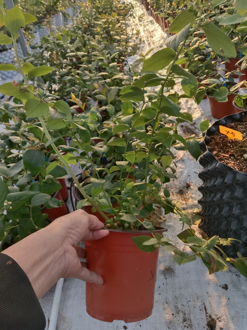 蓝莓苗蓝莓盆栽L11、L25、F6南方盆栽