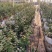 蓝莓苗蓝莓盆栽L11、L25、F6南方盆栽