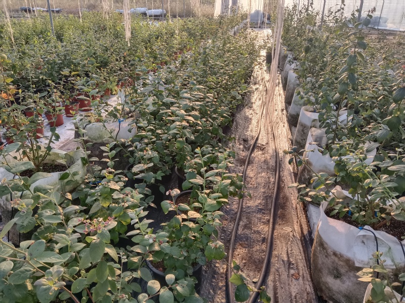 蓝莓苗蓝莓盆栽L11、L25、F6南方盆栽