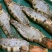 黑虎虾大虾新鲜海鲜冷冻老虎虾草虾400克x10盒