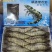 黑虎虾大虾新鲜海鲜冷冻老虎虾草虾400克x10盒