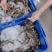 黑虎虾大虾新鲜海鲜冷冻老虎虾草虾400克x10盒