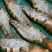 黑虎虾大虾新鲜海鲜冷冻老虎虾草虾400克x10盒