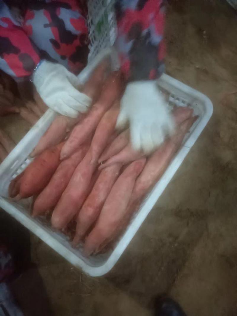 纯沙地西瓜红