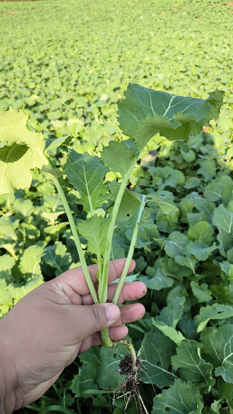 油菜苗，压地苗大量基地直供，量大从优，全国发货