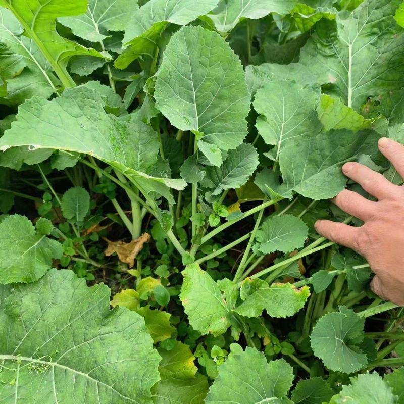 油菜苗，压地苗大量基地直供，量大从优，全国发货