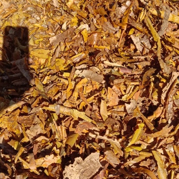 檀香皮，找买家。