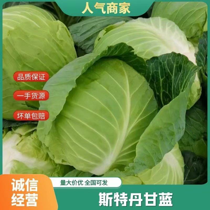 湖北产地甘蓝斯特丹.楚河颜色绿中迟熟.品质清秀个头均匀