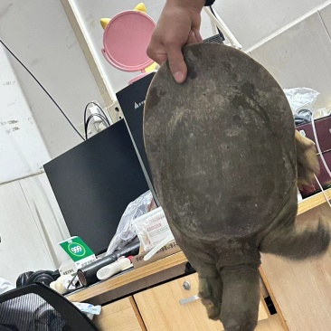 甲鱼