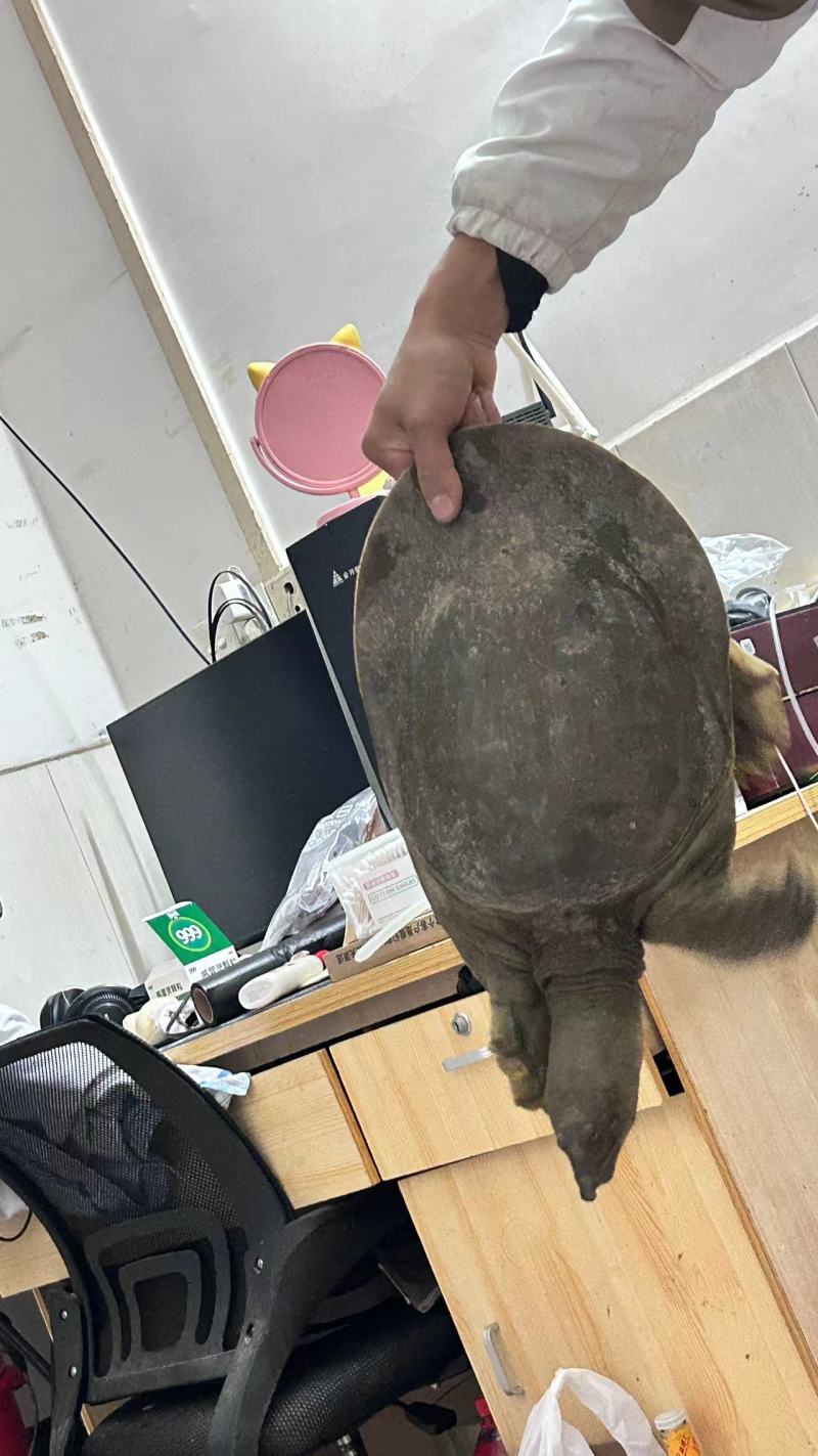 甲鱼