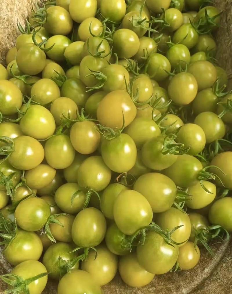 绿色小番茄苗，小绿番茄苗，青口蜜种苗