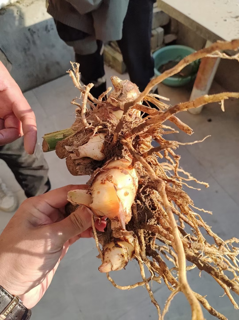沙姜