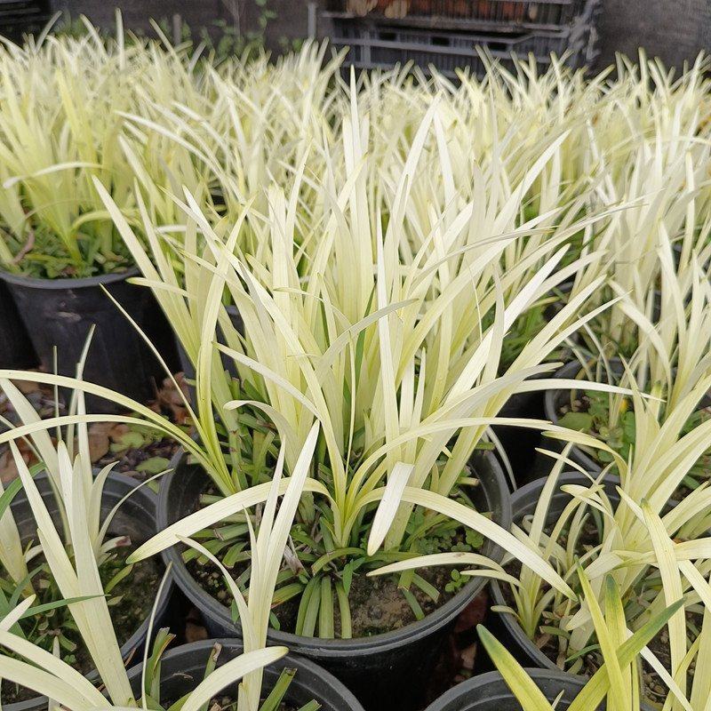 英国山麦冬盆栽纯金啤酒沿阶草四季常绿多年生花镜植物观赏草