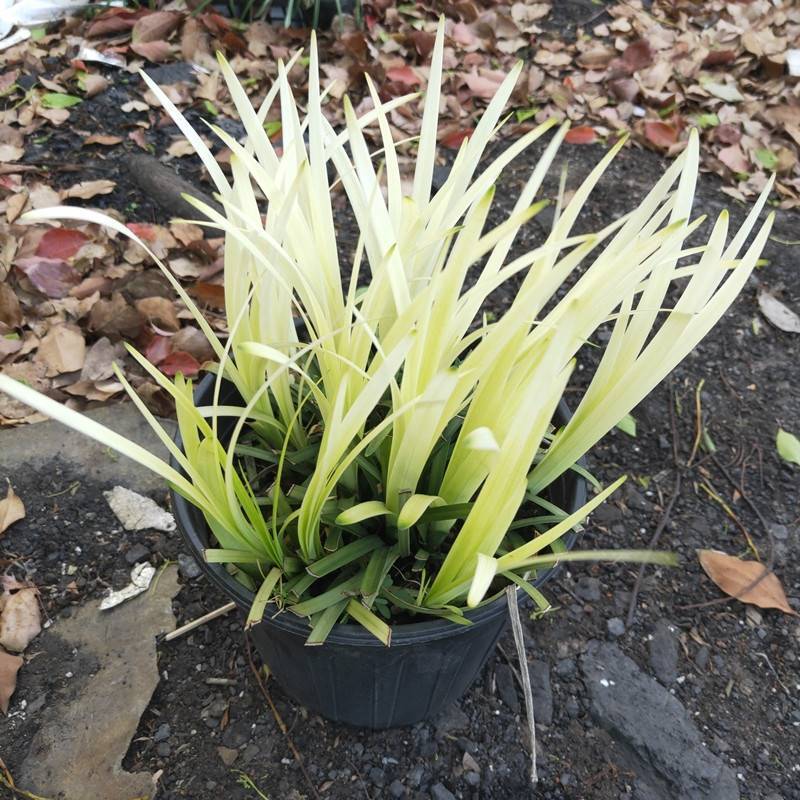 英国山麦冬盆栽纯金啤酒沿阶草四季常绿多年生花镜植物观赏草
