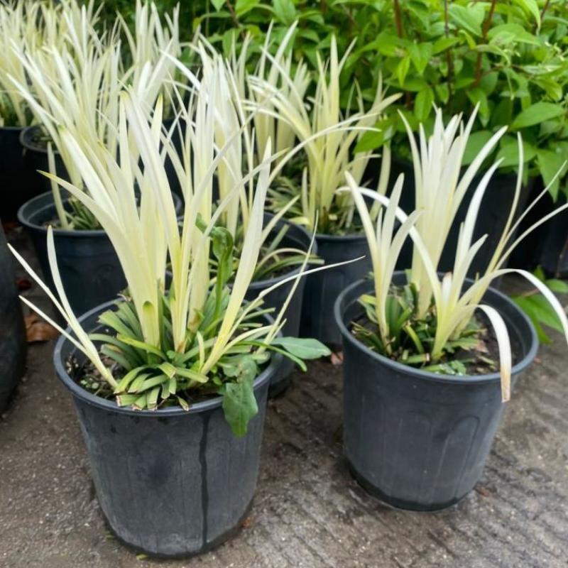 英国山麦冬盆栽纯金啤酒沿阶草四季常绿多年生花镜植物观赏草