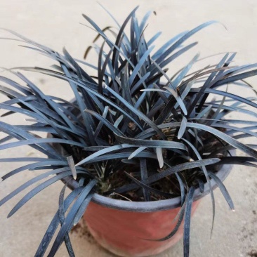黑龙黑色麦冬草盆栽地被花卉植物庭院阳台盆景铺面耐阴寒常青